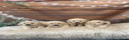 Golden Retriever dogs for sale: KC Reg Golden Retriever  - Advert 2