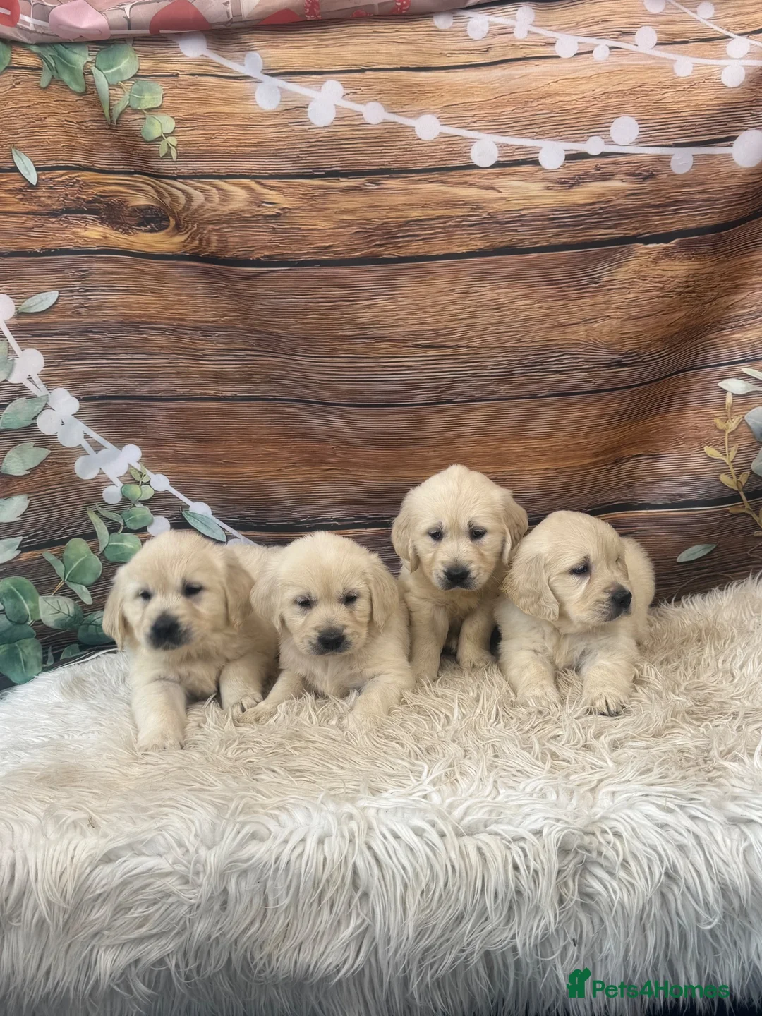 Golden Retriever dogs for sale: KC Reg Golden Retriever  - Advert 2