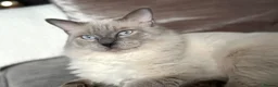 Ragdoll cats for sale: DNA Clear Blue Eyed Seal & Blue Point Ragdolls - Advert 8