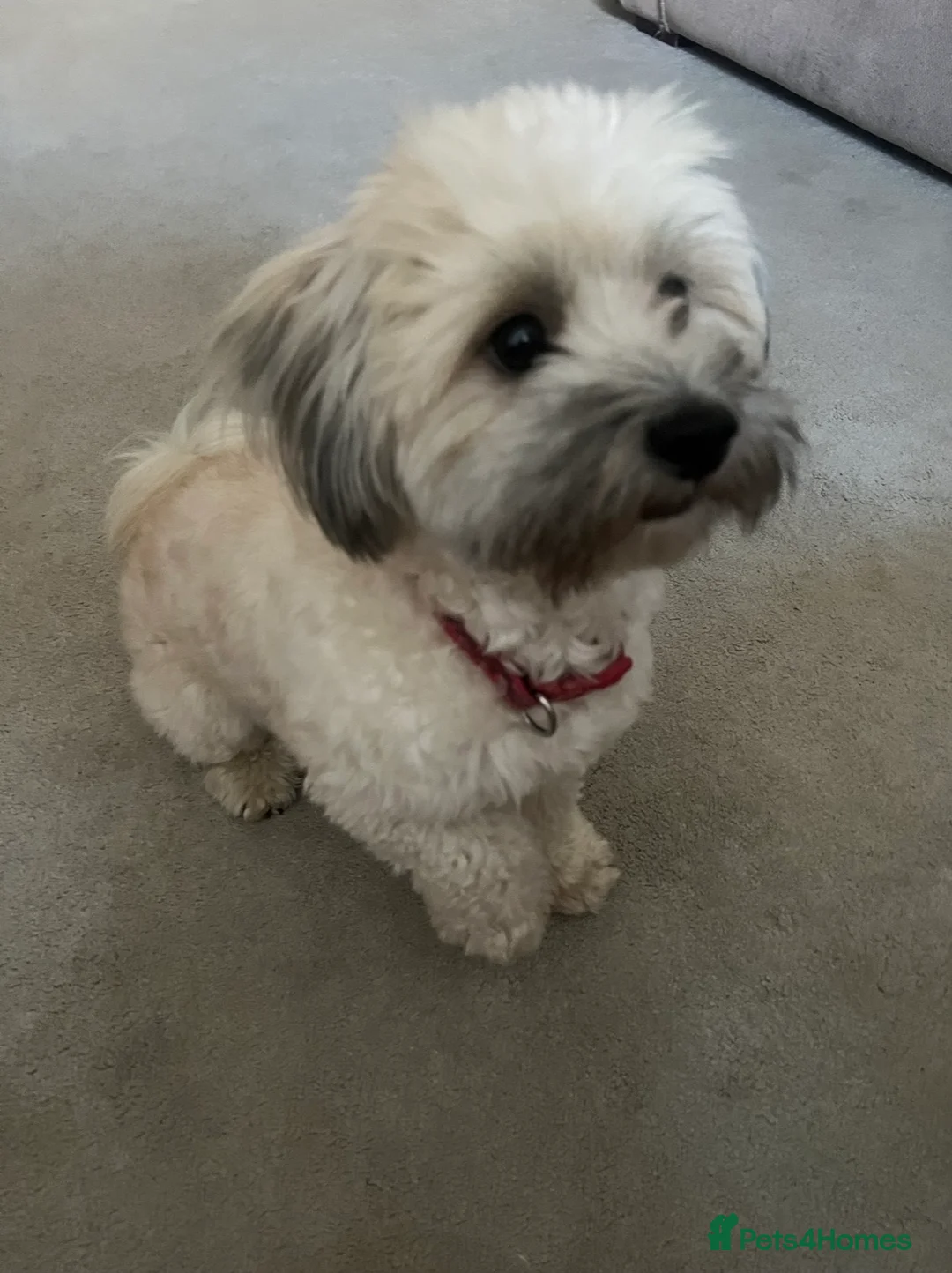 Maltipoo dogs for sale: Maltipoo - Advert 1