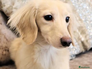 Miniature Dachshund dogs Falcor for Stud only in Wisbech - Advert 19