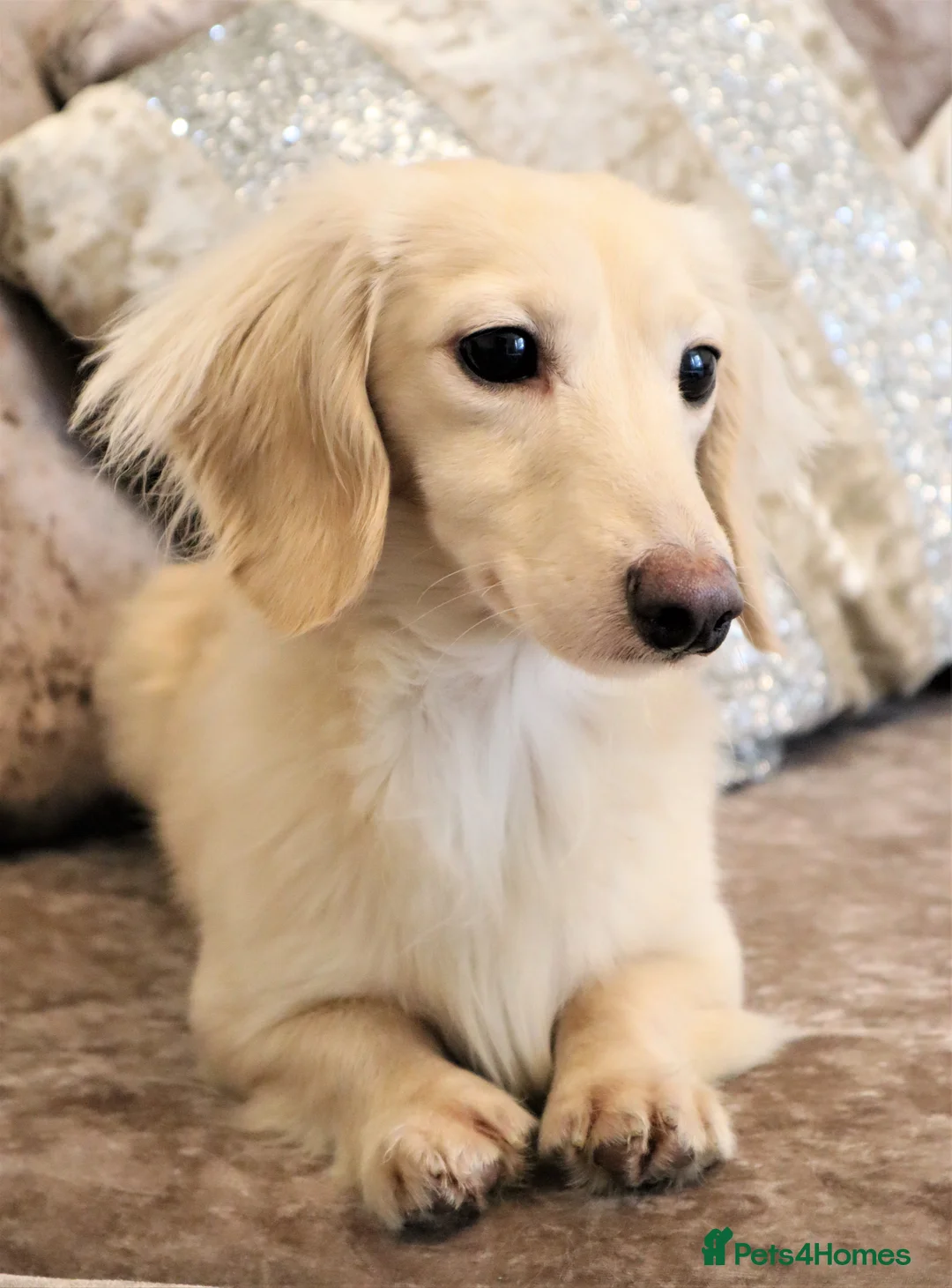 Miniature Dachshund dogs for stud: Falcor for Stud only in Wisbech - Advert 1