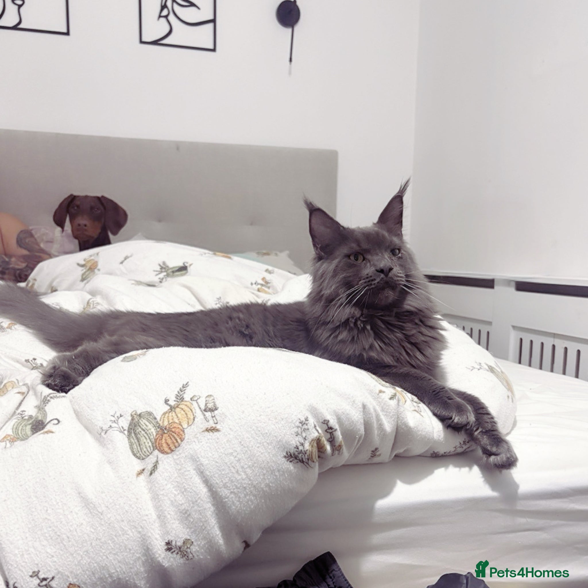 Maine Coon cats Make mainecoon  - Advert 1