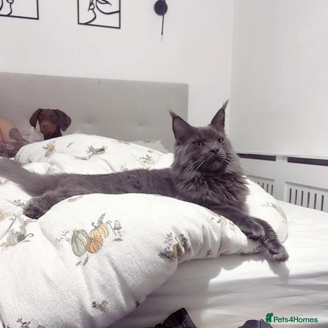 Maine Coon cats for sale: Make mainecoon  - Advert 1