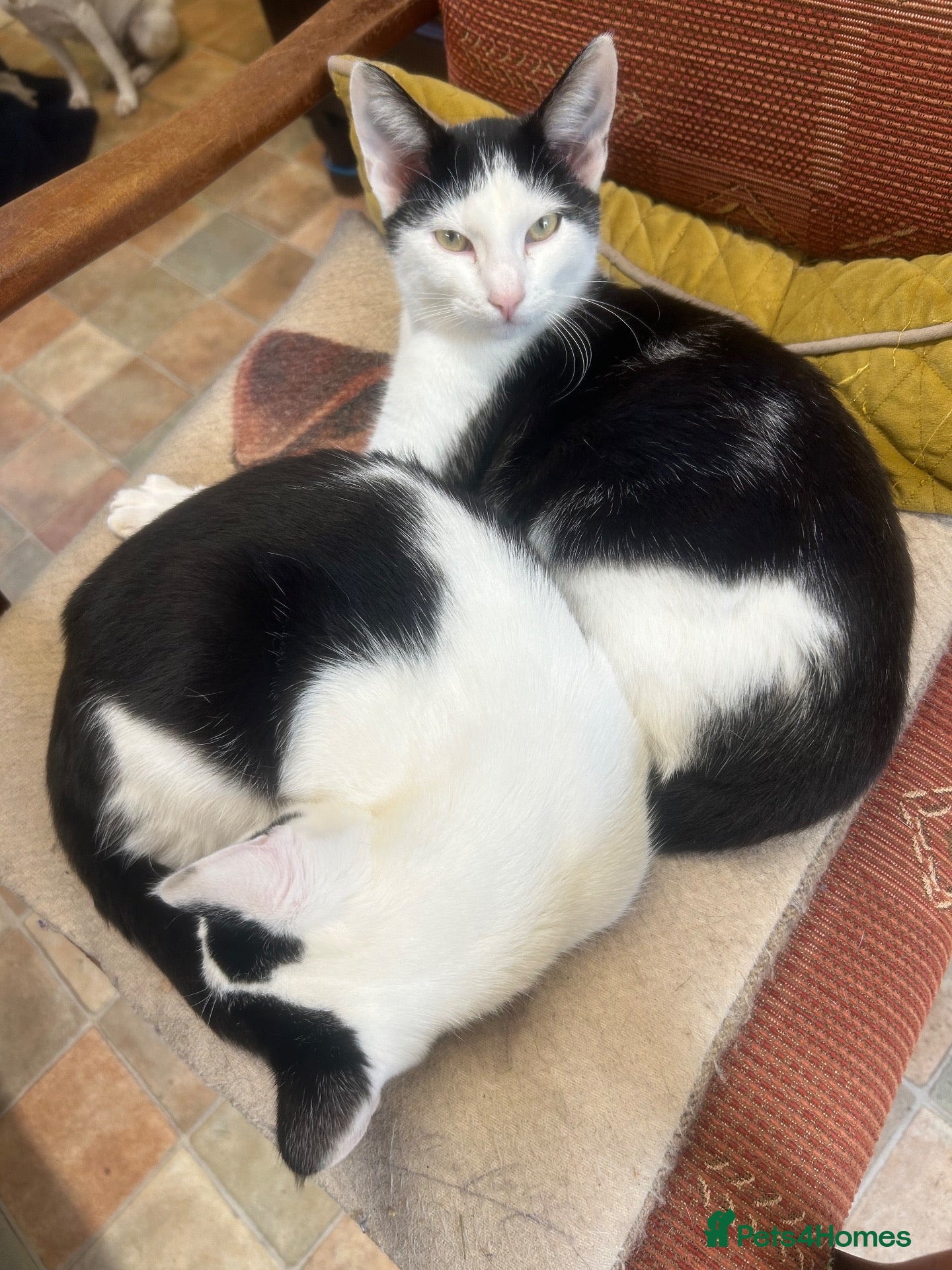 Mixed Breed cats Brother and sister , affectionate pair  - Advert 4