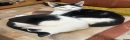 Mixed Breed cats for sale: Brother and sister , affectionate pair  - Advert 1