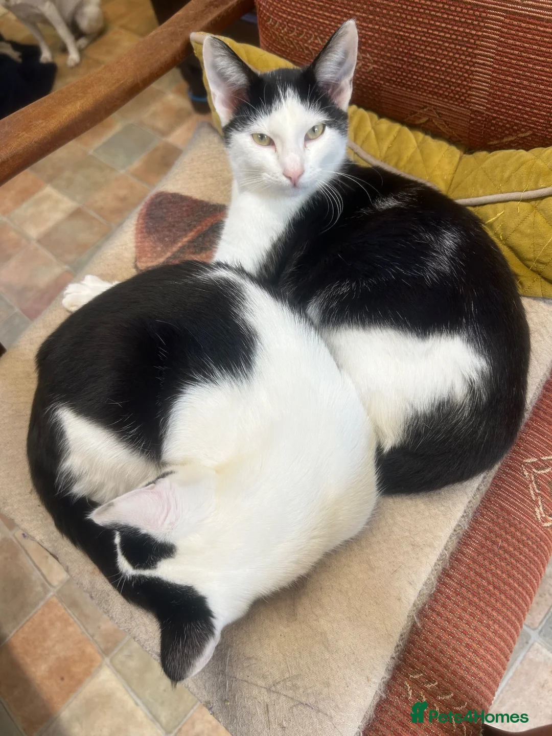 Mixed Breed cats for sale: Brother and sister , affectionate pair  - Advert 1
