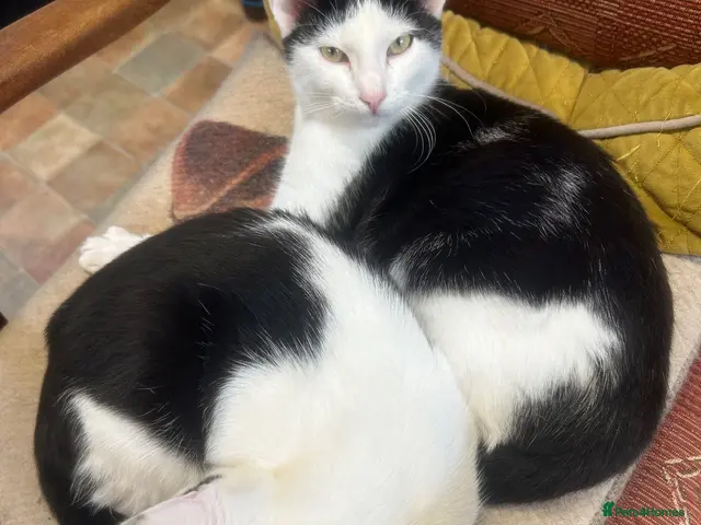 Mixed Breed cats Brother and sister , affectionate pair - Advert 4