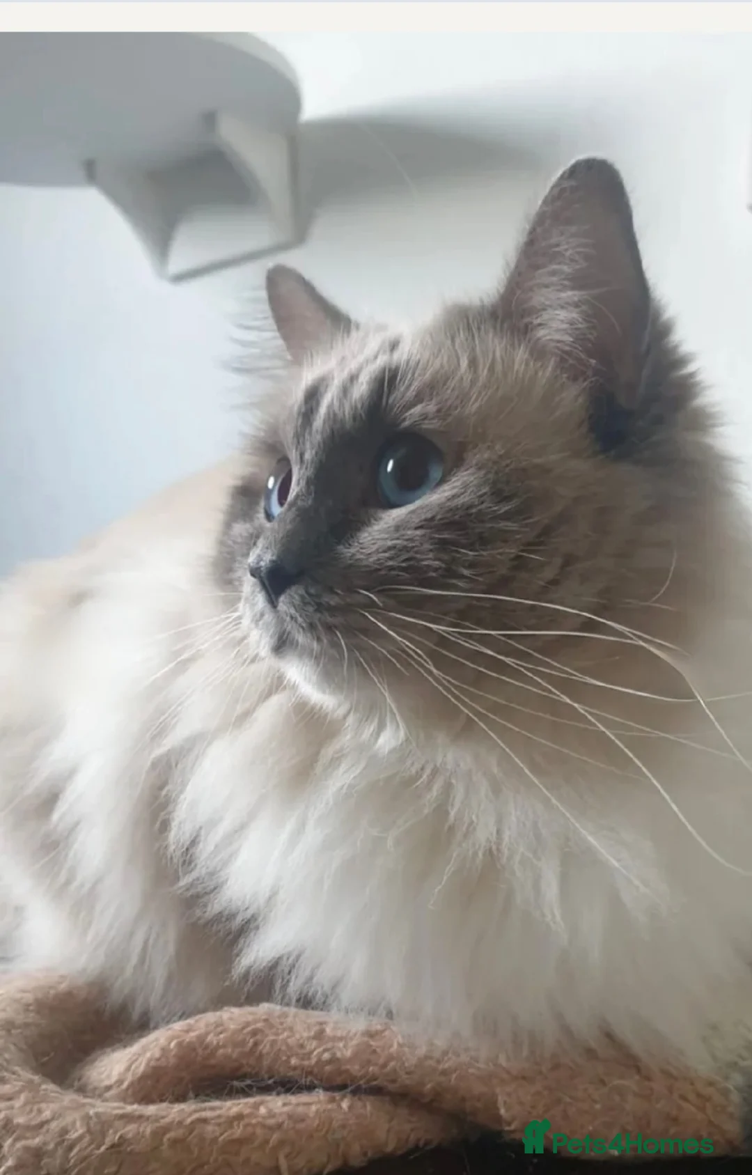 Ragdoll cats for stud: ❤️Magnificent GCCF Active Registered Stud❤️ - Advert 9