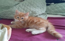 Mixed Breed cats for sale: 5 Beautiful gorgeous kittens 😺😼😻😸😹 - Image 1