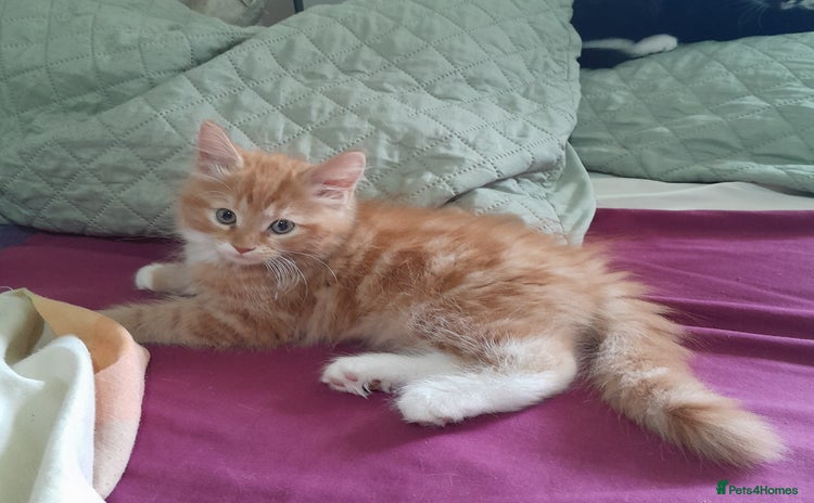 Mixed Breed cats - Advert 16