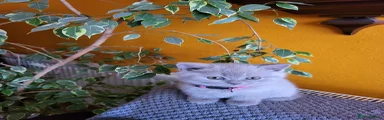 British Shorthair Kitten 1 pink 