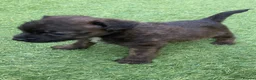 Jack Russell dogs for sale: Beautiful Jack Russell puppies  - Advert 13