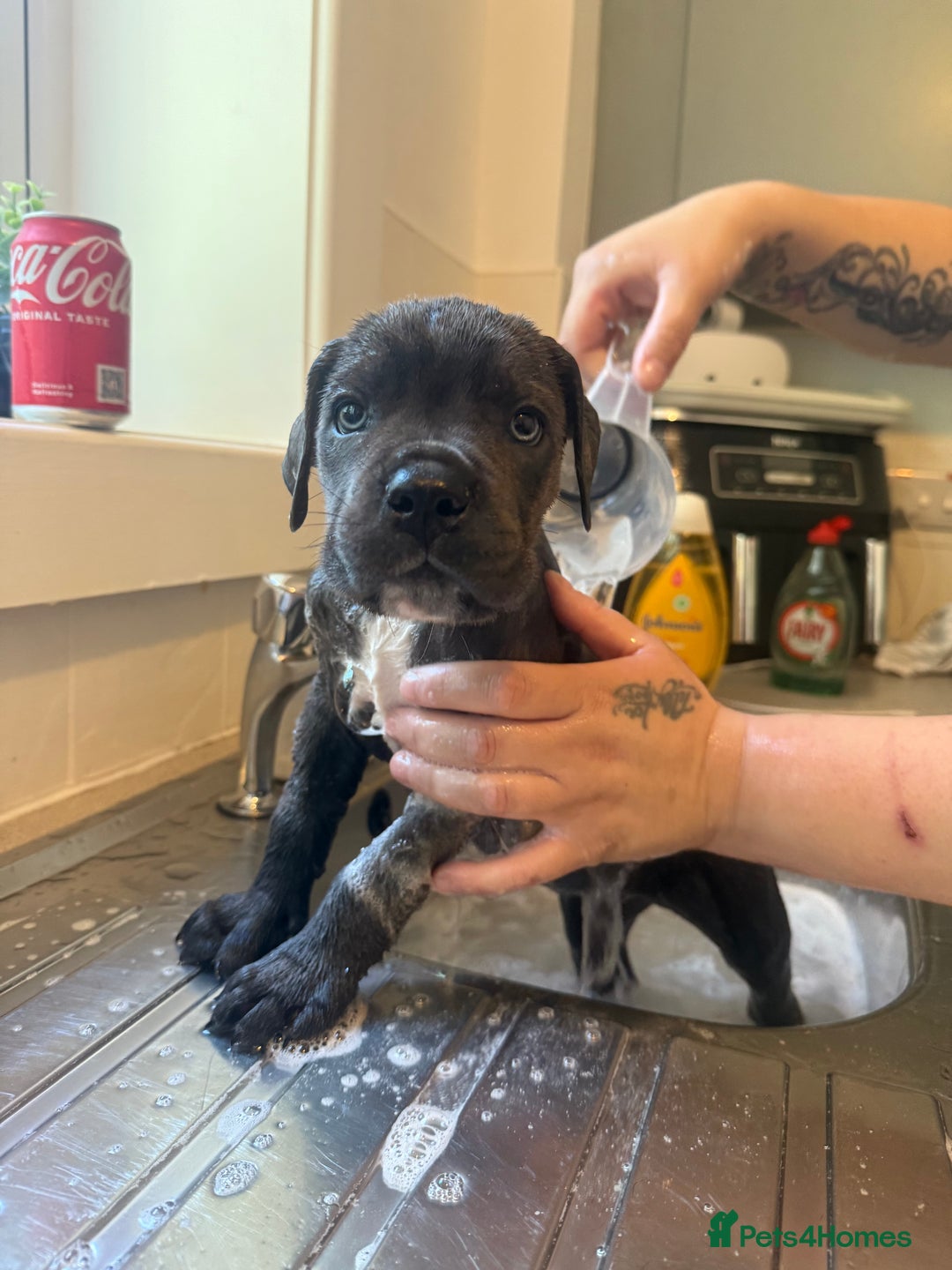 Cane Corso dogs for sale: Beautiful Cane Corso puppies for sale  - Image 7