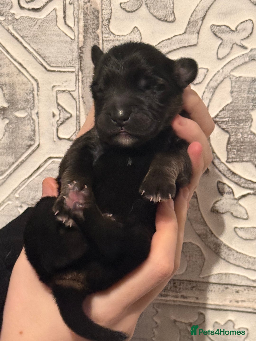 Tibetan Mastiff dogs for sale: Tibetan Mastiff Gentle Giants Champion Bloodlines  - Advert 7