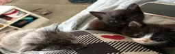 British Shorthair cats for sale: Gorgeous kittens needing a new home  - Advert 4