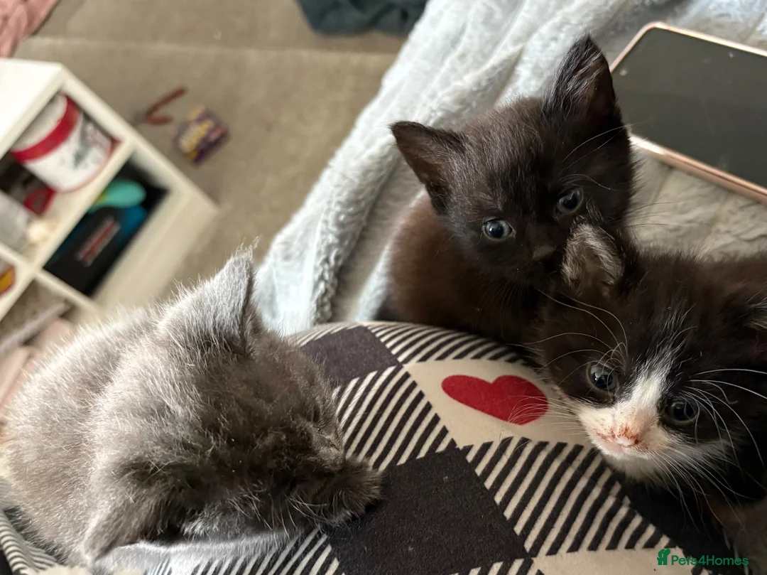British Shorthair cats for sale: Gorgeous kittens needing a new home  - Advert 4