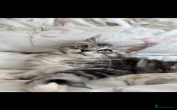 Maine Coon cats for sale: Maine Coon Kitten - Male - Image 4