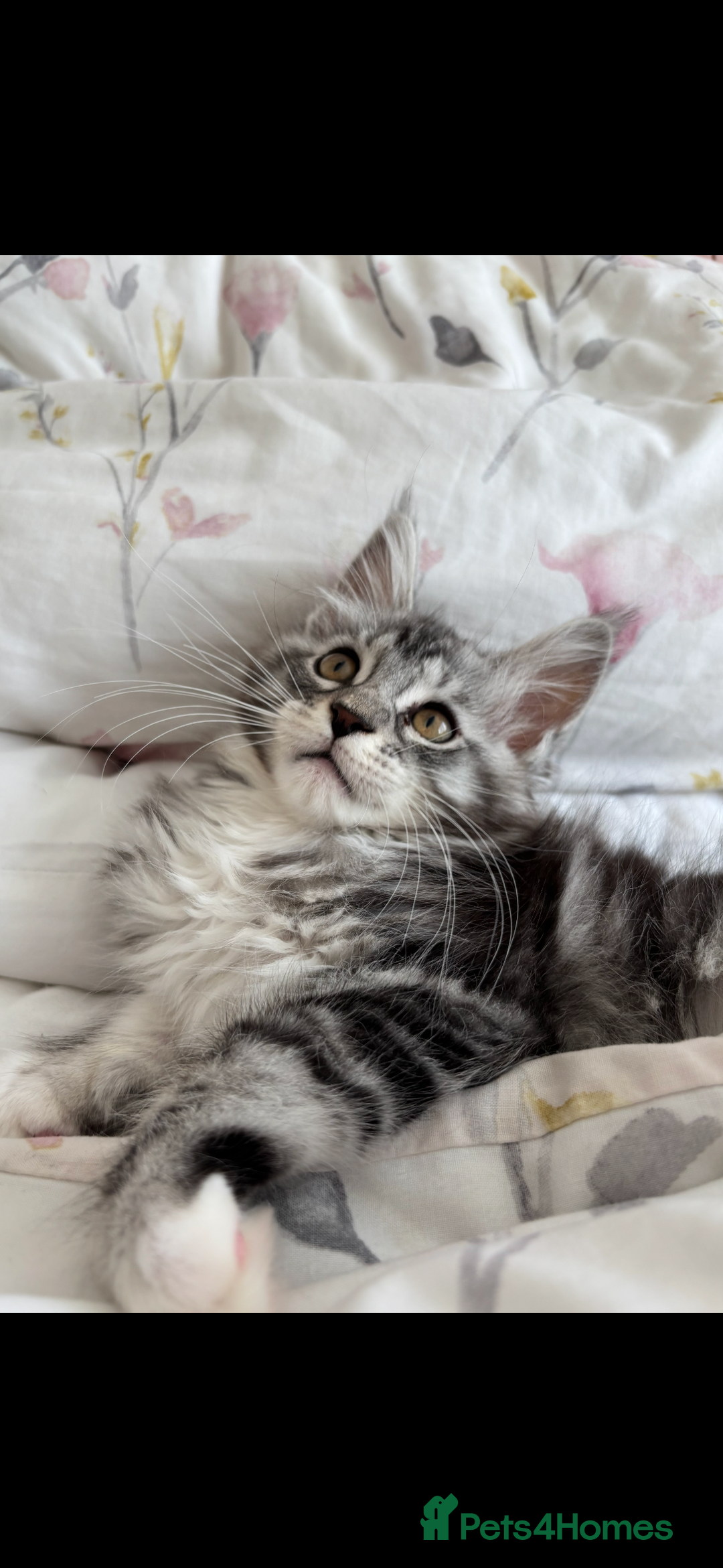 Maine Coon cats for sale: Maine Coon Kitten - Male - Image 4