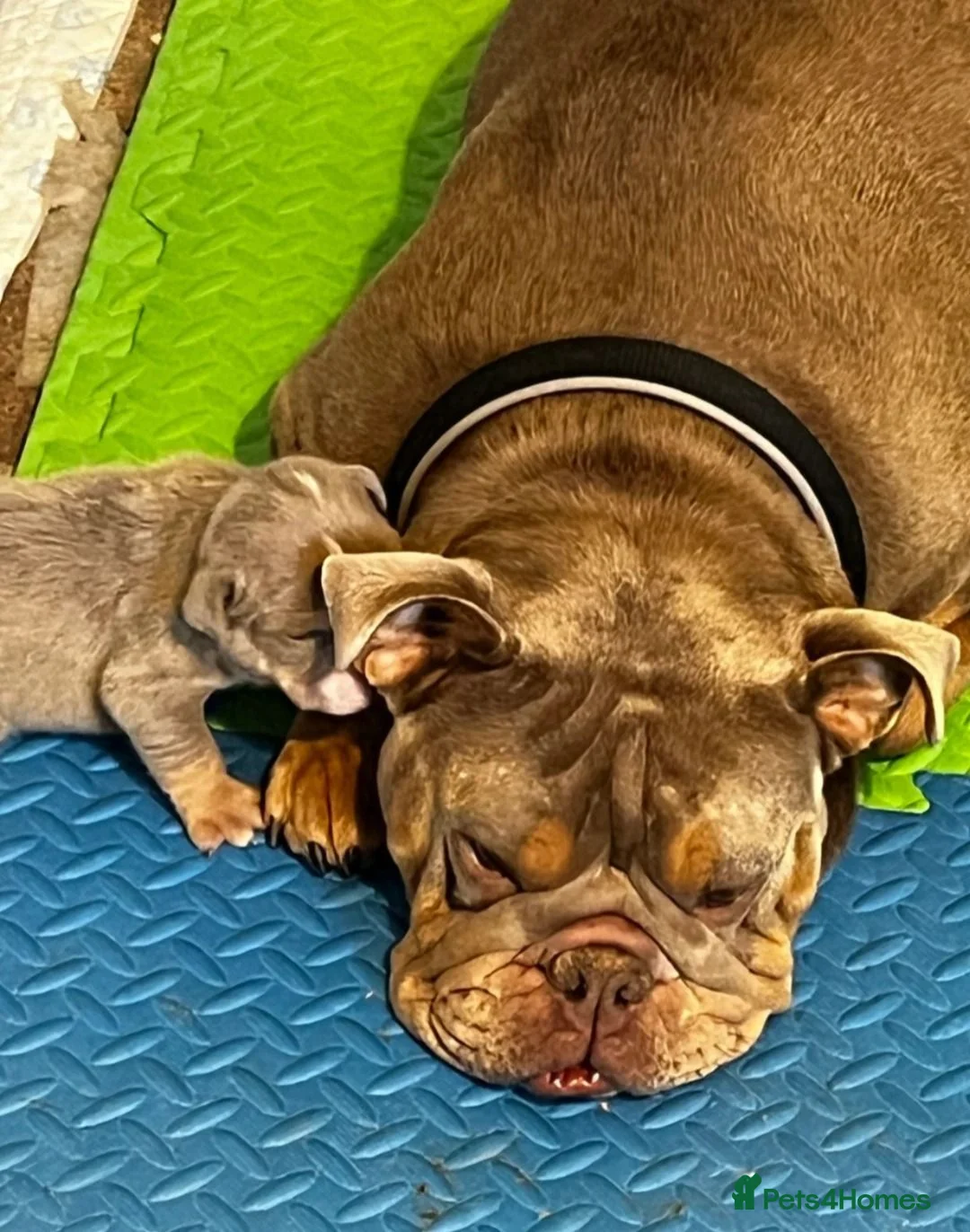 English Bulldog dogs for sale: Adorable English Bulldog Boy in Coalville - Advert 1