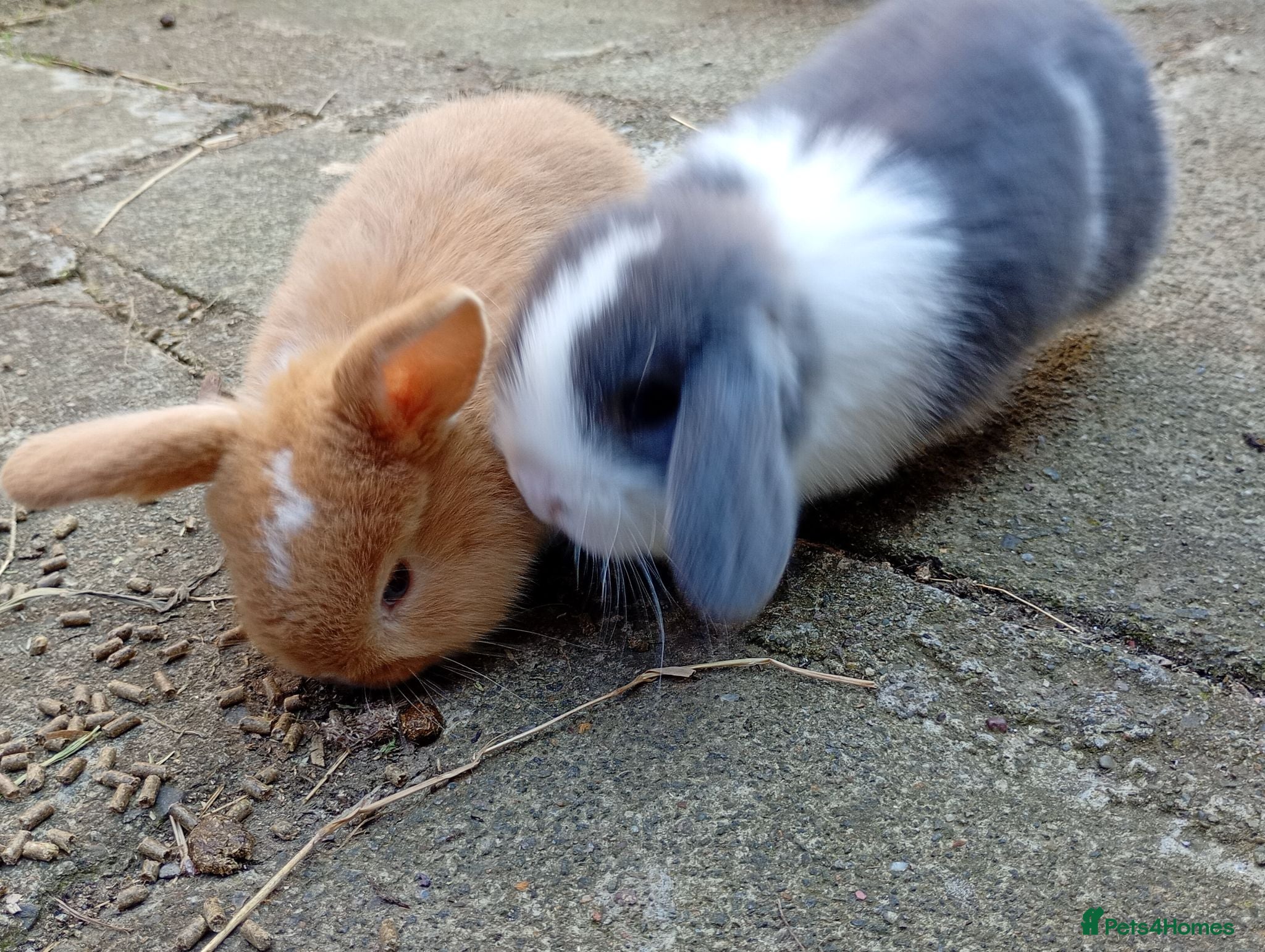 Mini Lop rabbits Gorgeous baby mini lops  - Advert 11