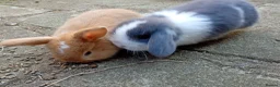 Mini Lop rabbits for sale: Gorgeous baby mini lops  - Advert 2