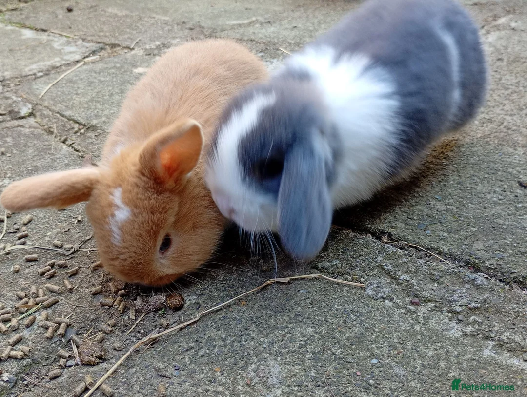 Mini Lop rabbits for sale: Gorgeous baby mini lops  - Advert 2