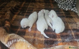 British Shorthair cats for sale: British shorthair kittens purebred  in Gloucester - Image 7