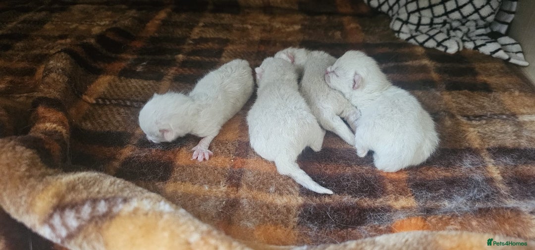 British Shorthair cats for sale: British shorthair kittens purebred  in Gloucester - Image 7