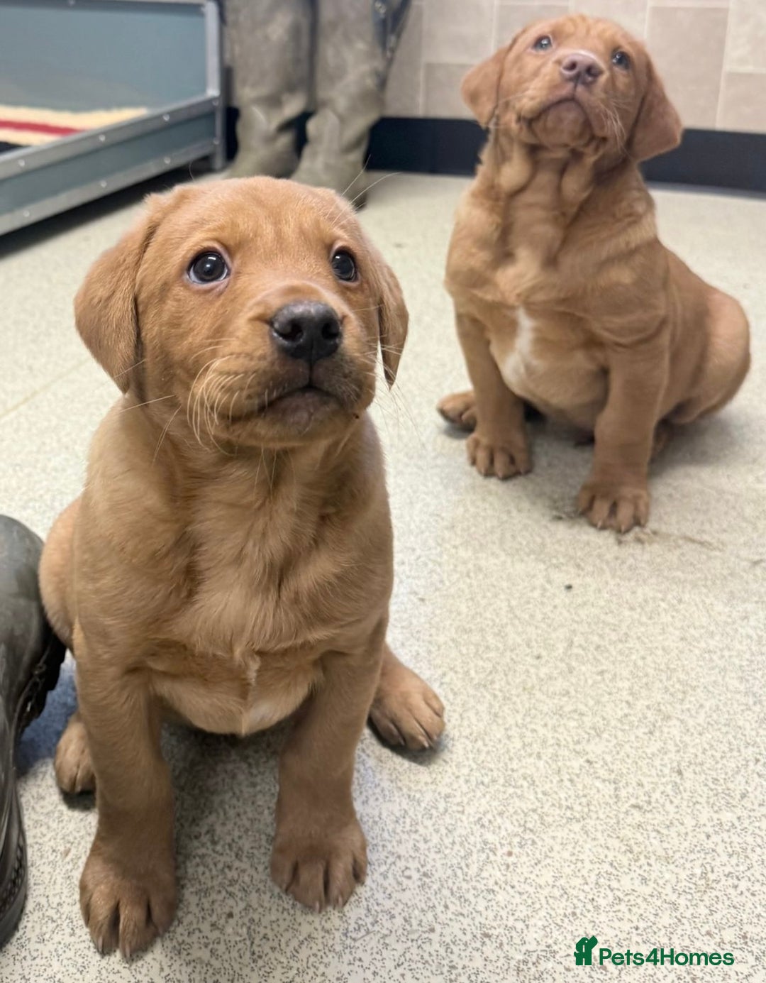 Cockerdor dogs for sale: Two beautiful Labrador x cocker spaniel puppies   - Advert 2