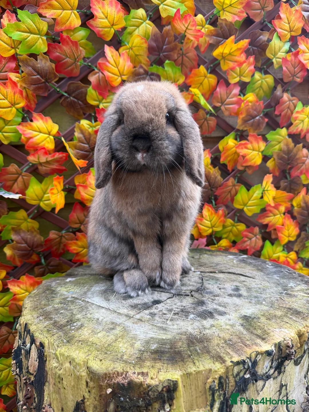 Mini Lop rabbits for sale: Mini lop does  - Advert 10