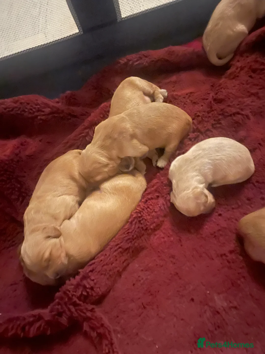 Mixed Breed dogs for sale: Beautiful golden doodles (Golden cockapoos) - Advert 9