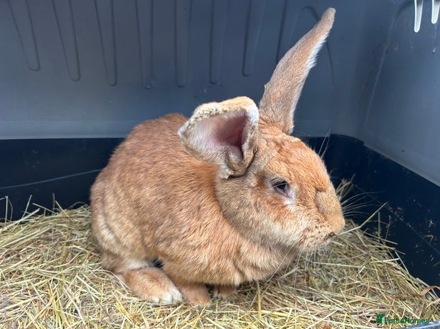 Continental Giant rabbits Trio of Continental Giants. Vaccinated. - Advert 1