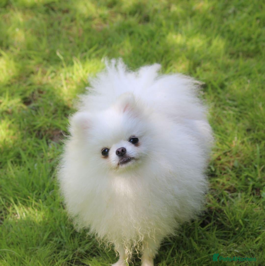 Pomeranian dogs for stud: Kc registered pomeranian white stud dog in Alford - Advert 7