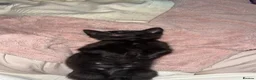 American Shorthair cats for sale: Kitten for sale  - Advert 2