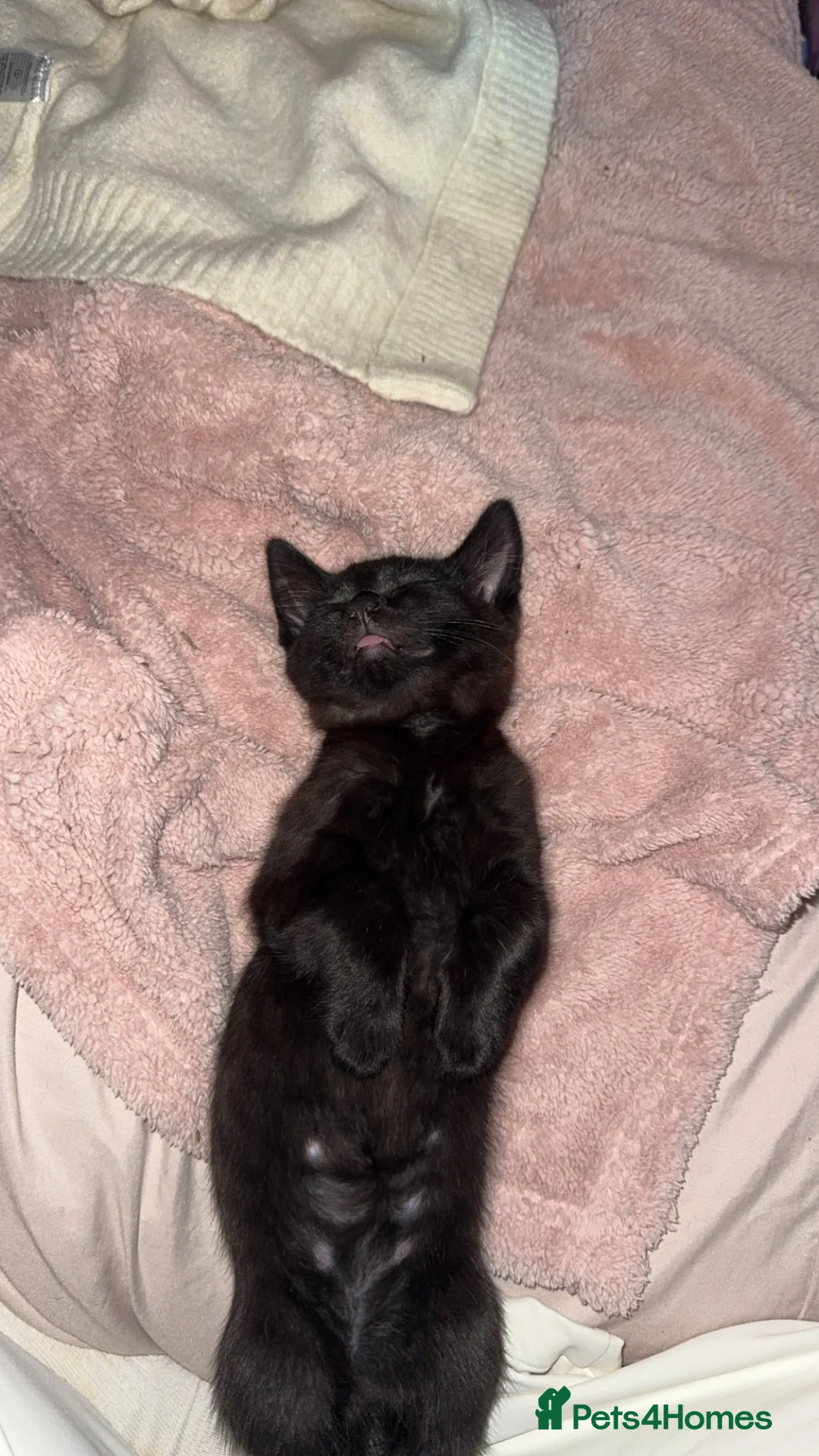American Shorthair cats for sale: Kitten for sale  - Advert 2