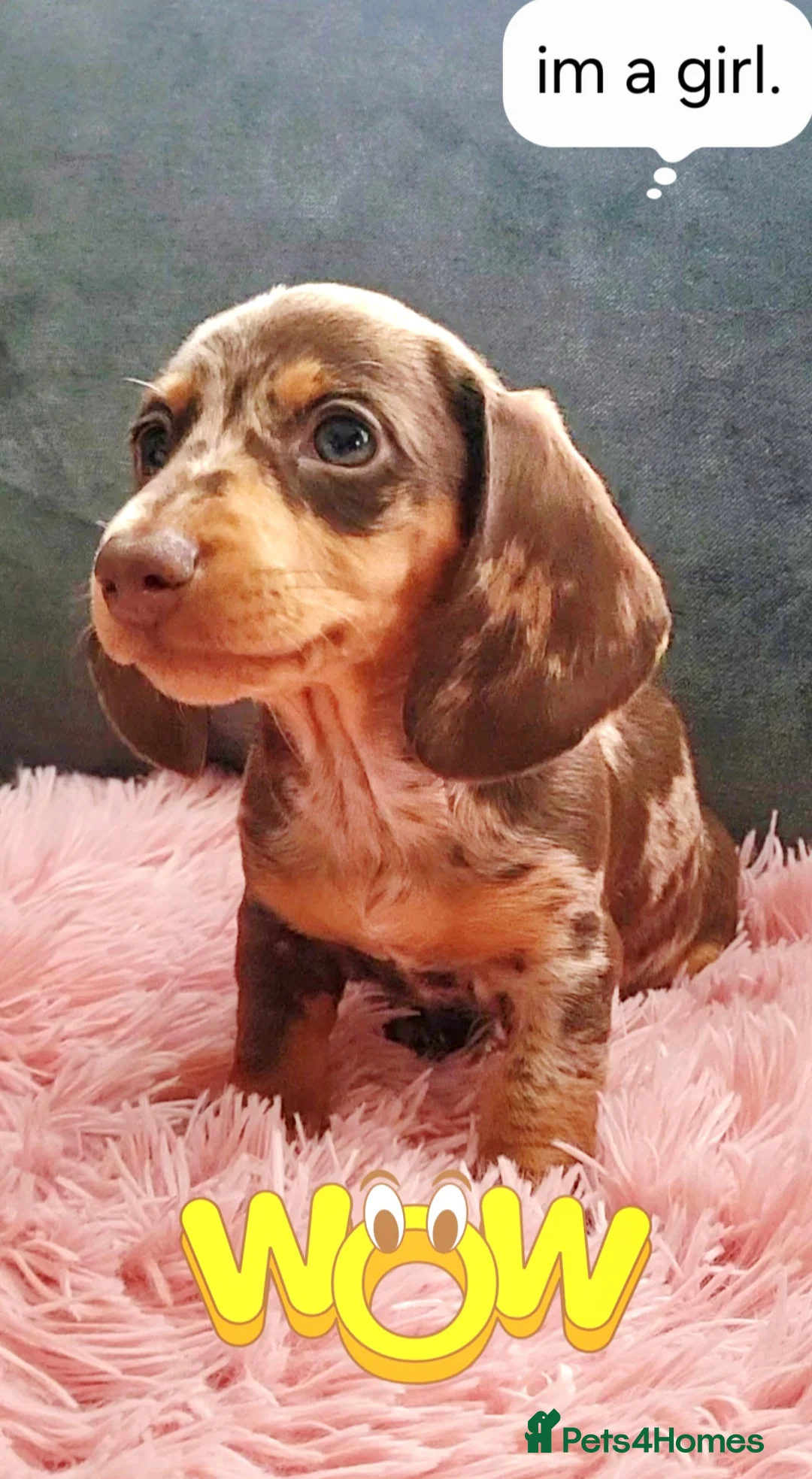 Miniature Dachshund dogs for sale: Minature dachshunds puppies "7 weeks old" - Advert 7