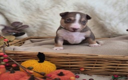 Miniature Bull terrier dogs for sale: 🐾 Exclusive Miniature Bull Terrier Puppies🐾  - Image 10