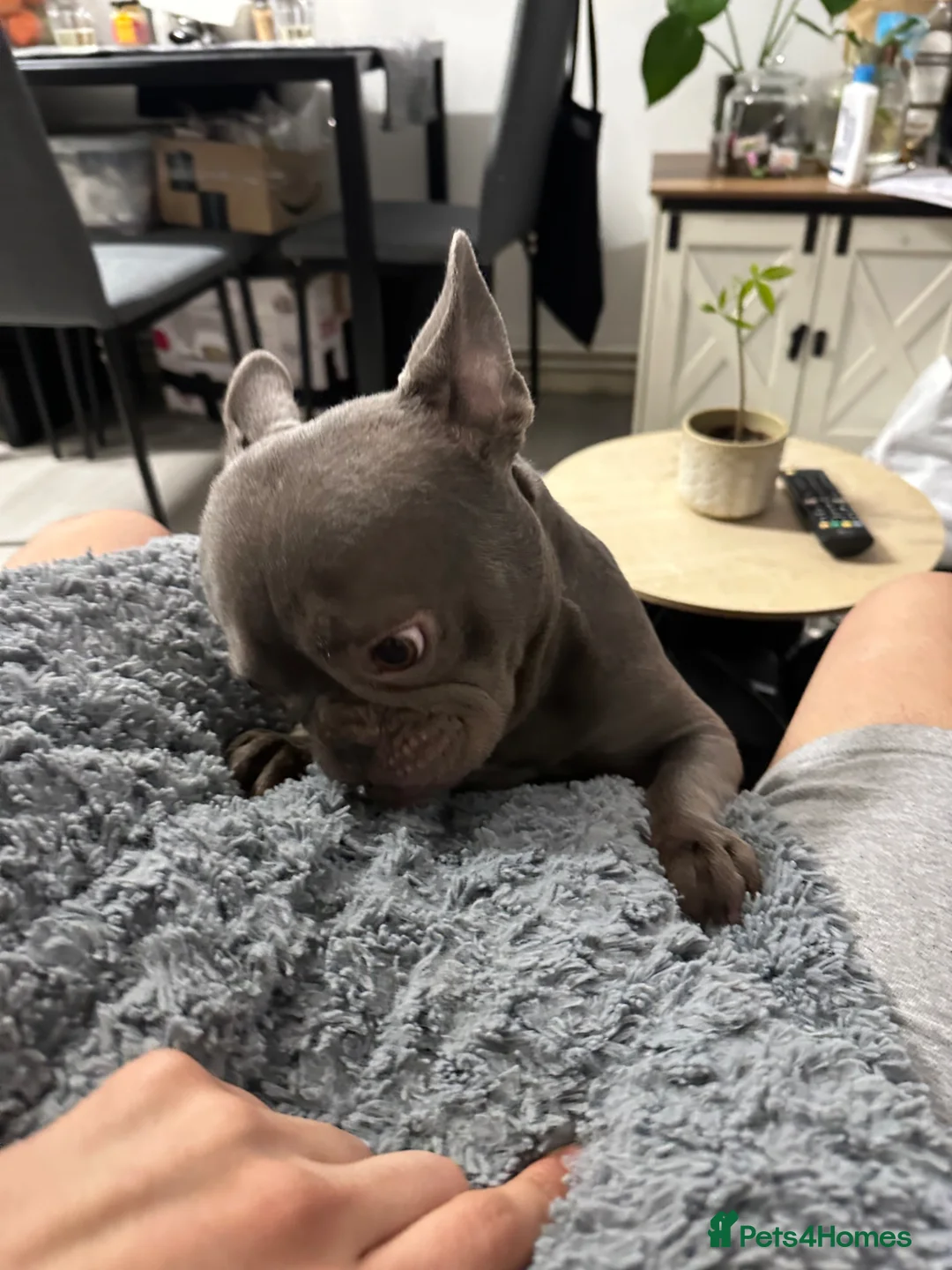 French Bulldog dogs for sale: Queen Frinchie - Advert 17