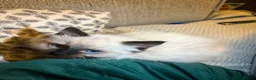 Ragdoll cats for sale: Blue ragdolls in Sheffield - Advert 7
