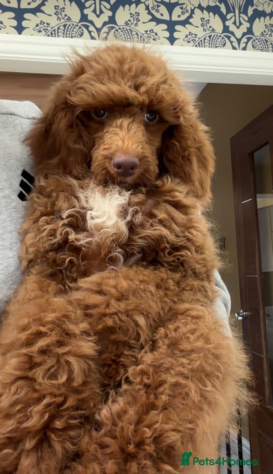Miniature Poodle dogs 🩷Beautiful Mini Poodle Puppies - Ready Now 💜 - Advert 1