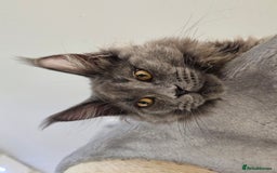 Maine Coon cats for sale: 🔥*Stunning Litter of 8💎Solid Blue Maine Coon*🔥  - Image 16