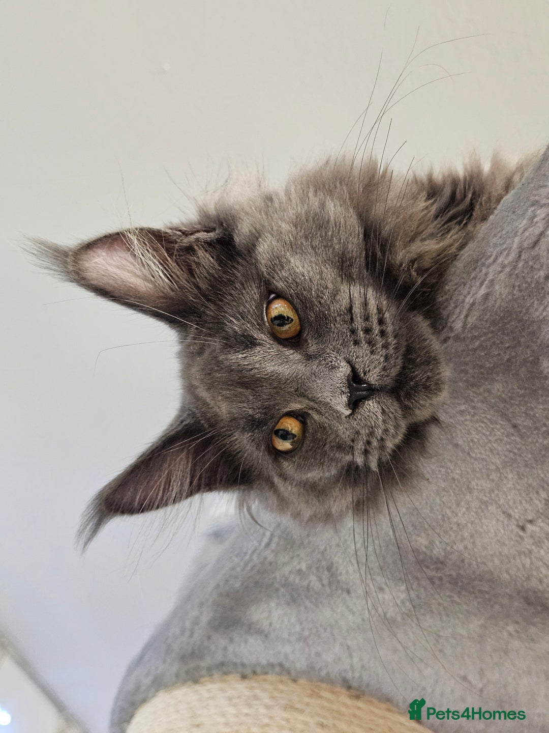 Maine Coon cats for sale: 🔥*Stunning Litter of 8💎Solid Blue Maine Coon*🔥  - Image 16