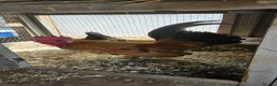 Chickens poultry for sale: 🐓 Serama Bantam Chickens & Roosters 🐓 - Advert 6