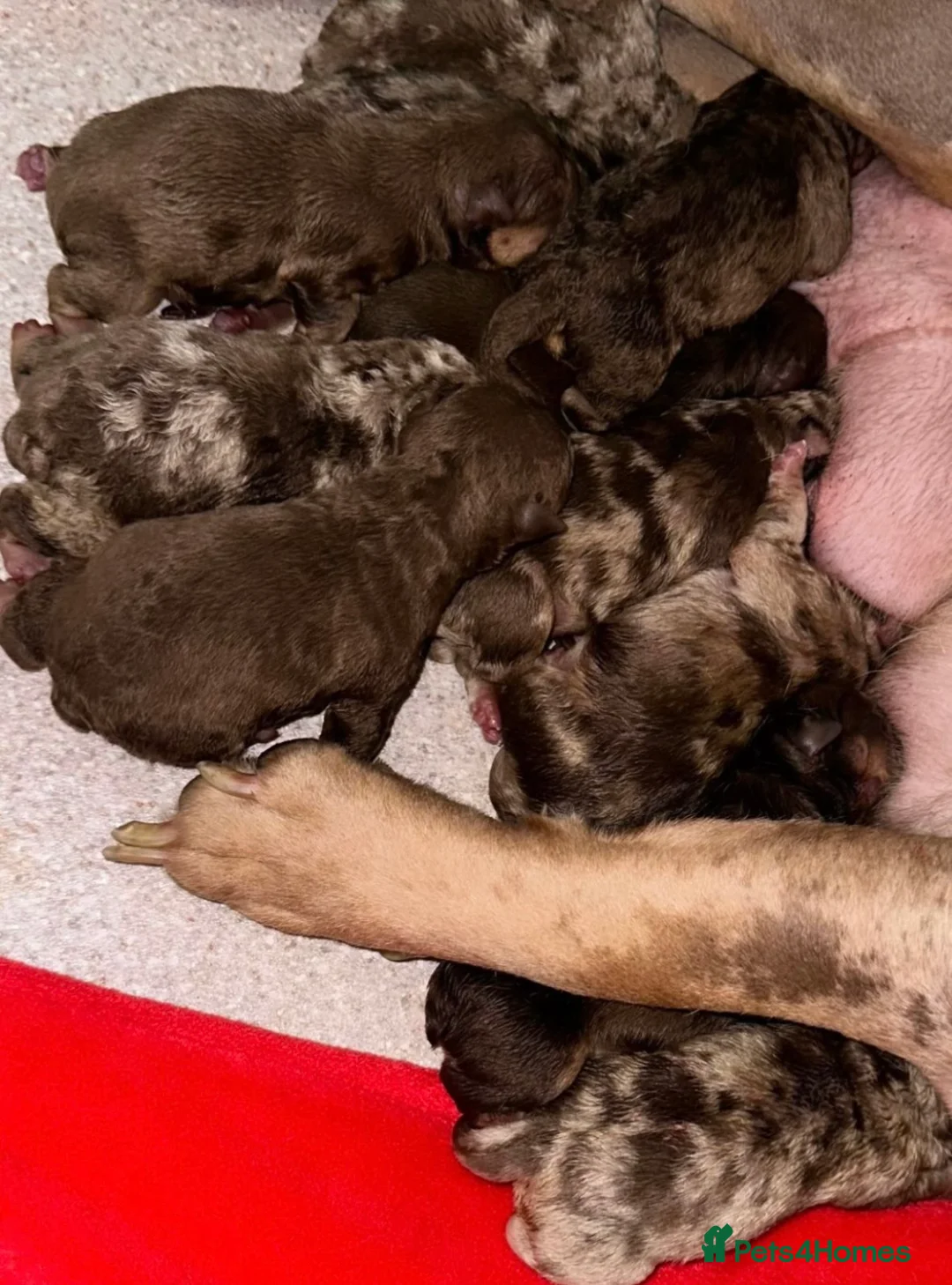 Olde English Bulldogge dogs for stud: Olde English Bulldog stud well proven - Advert 16