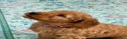 Australian Labradoodle dogs for sale: Stunning Australian Labradoodle Pups - Advert 3