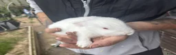 Rex rabbits for sale: Beautiful albino Rex  - Advert 12