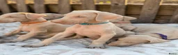 Dobermann dogs for sale: Exceptional White & Cream Doberman Puppies - Advert 33