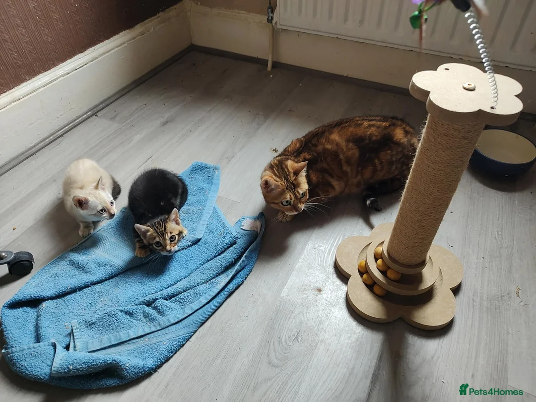 Bengal cats for sale: Bengal kitten girl - Advert 4