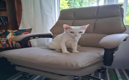 Khao Manee cats for sale: Khao Manee Diamond Eye cat White all over - Image 12
